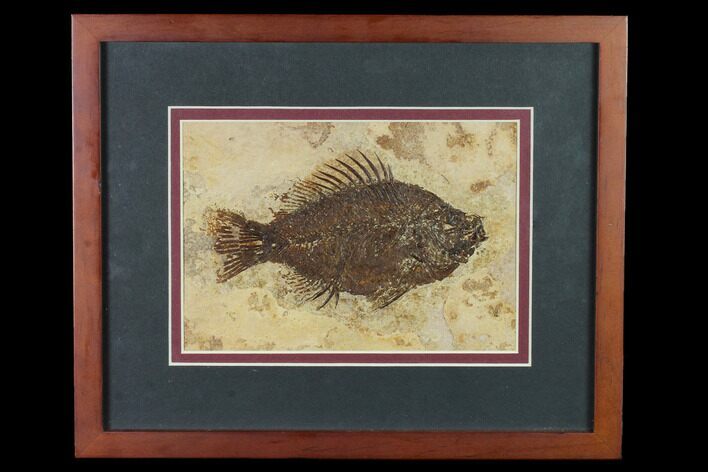 Framed Fossil Fish (Cockerellites) - Wyoming #143990